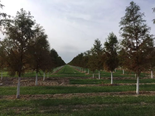 2019年度江蘇省十大優(yōu)秀園林綠化工程公司評選與文物文化遺址保護服務